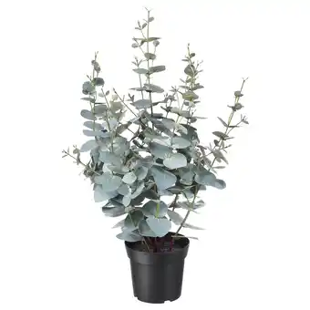 IKEA Fejka plante artificielle en pot, intérieur/extérieur eucalyptus, 15 cm offre
