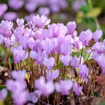 Gamm vert Cyclamen de naples rose offre