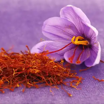 Crocus à safran