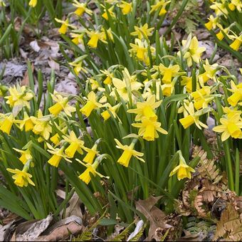 Gamm vert Narcisse botanique 'tête à tête' offre