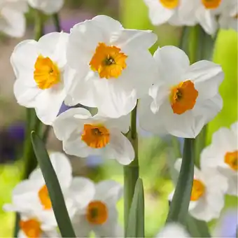Gamm vert Narcisse 'geranium' offre