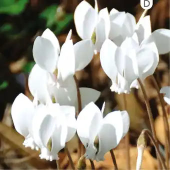 Cyclamen de naples blanc