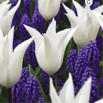 Gamm vert Tulipe et muscari assortiment royal offre