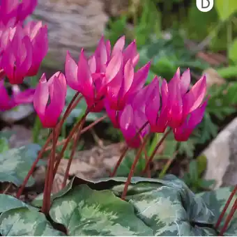 Gamm vert Cyclamen coum offre
