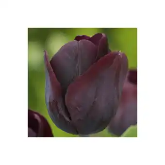 Gamm vert Tulipes triomphe ronaldo offre