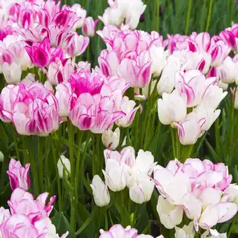 Gamm vert Tulipes pluriflores candy club offre