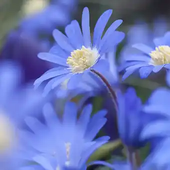 Anémones blanda blue shades