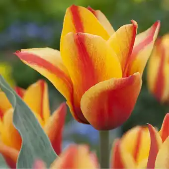 Gamm vert Tulipes botaniques greigii cape cod offre