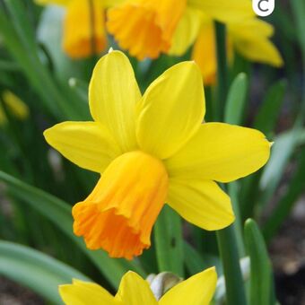 Gamm vert Narcisse 'jet fire' offre