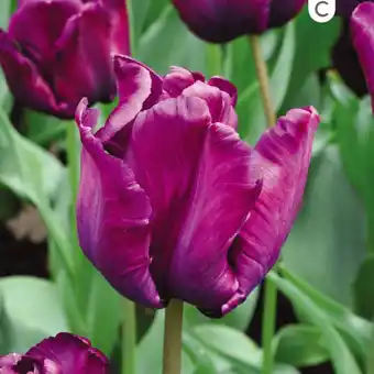 Tulipe perroquet parrot prince