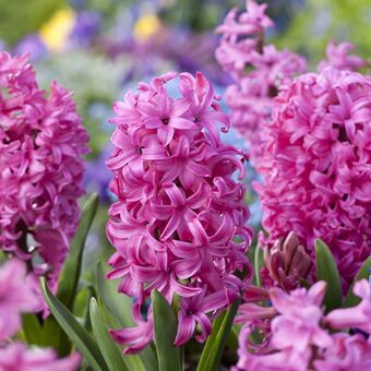 Gamm vert Jacinthe rose de bretagne 'pink pearl' offre