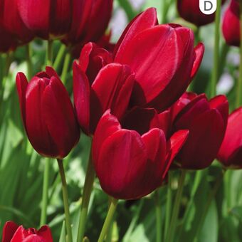 Gamm vert Tulipe pluriflore red georgette offre