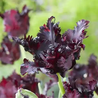 Tulipe 'black parrot'