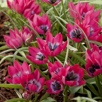 Tulipe 'little beauty'