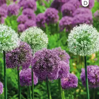 Gamm vert Assortiment de bulbes 'joli jardin' offre