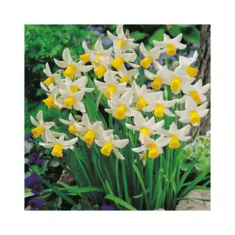 Narcisse botanique 'jack snipe'