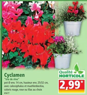 Norma Cyclamen offre