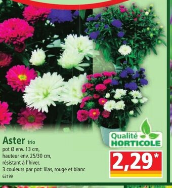 Aster trio