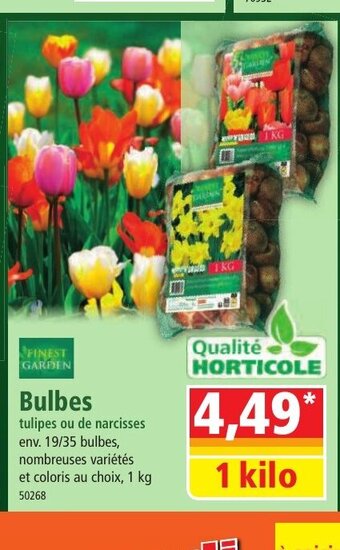Bulbes