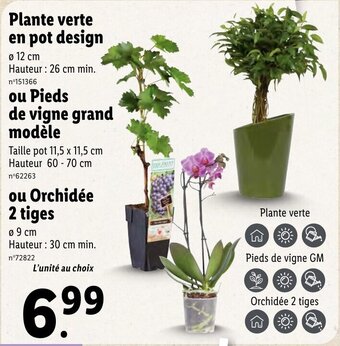 Lidl Plante verte en pot design offre