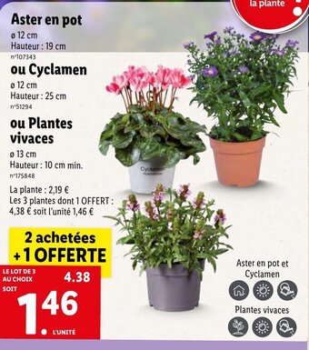 Lidl Aster en pot offre