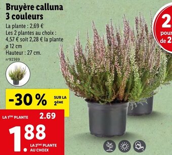 Lidl Bruyère calluna 3 couleurs offre