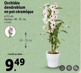 Lidl Orchidée dendrobium en pot céramique offre