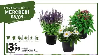 ALDI Plante Vivace offre