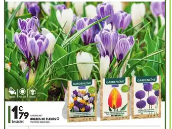 ALDI Bulbes De Fleures offre