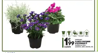 ALDI Plante D'automme D'extérieur offre