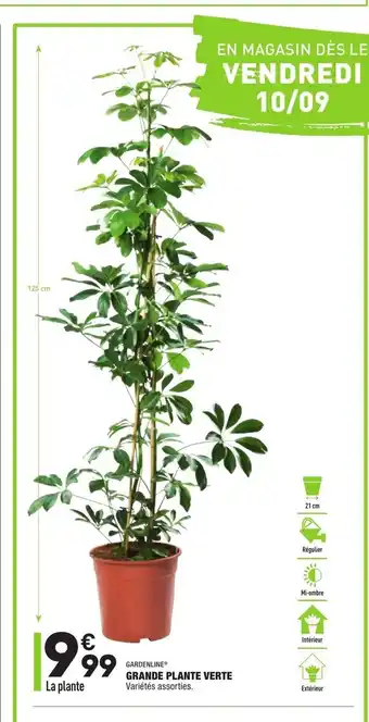 ALDI Grande Plante Verte offre