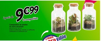 Cora x Carrefour Composition de plantes en verre terrarium offre
