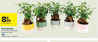 Carrefour Ficus ginseng offre