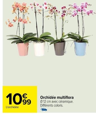 Carrefour Orchidée multiflora offre