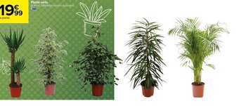 Carrefour Plante verte offre