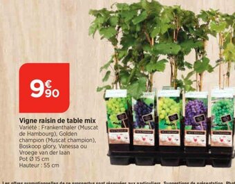 Vigne raisin de table mix