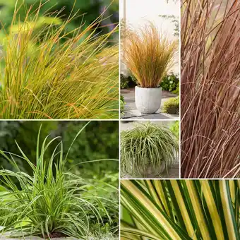 Gamm vert Collection de graminées : les carex offre