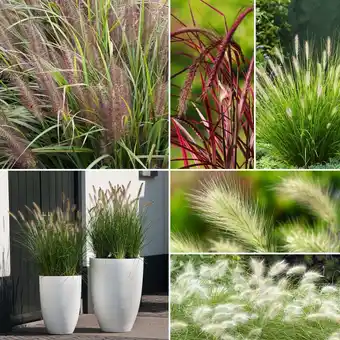 Gamm vert Collection de graminées : les pennisetum offre