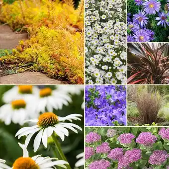 Gamm vert Collection vivaces d'automne : mixte 2 offre