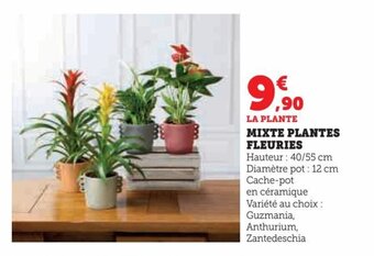 Hyper U MIXTE PLANTES FLEURIES offre