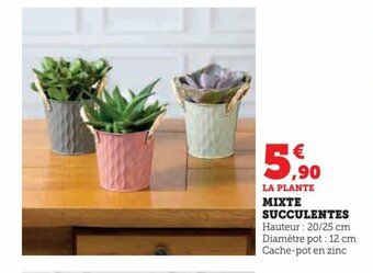 Hyper U MIXTE SUCCULENTES offre