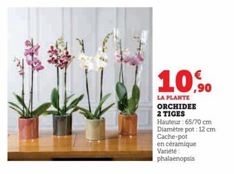 Hyper U ORCHIDEE 2 TIGES offre