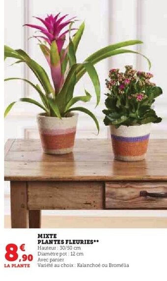 Hyper U MIXTE PLANTES FLEURIES offre