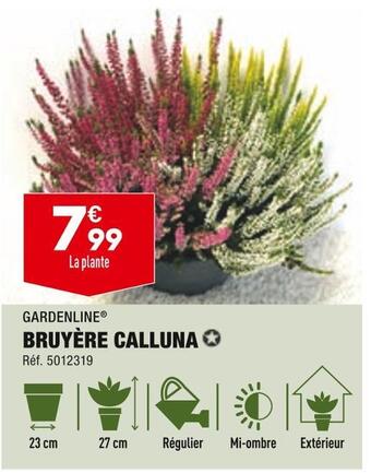 Gardenline bruyère calluna