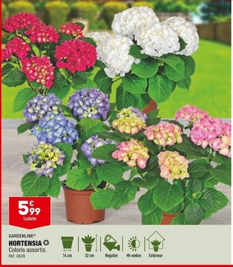 ALDI Gardenline hortensia offre