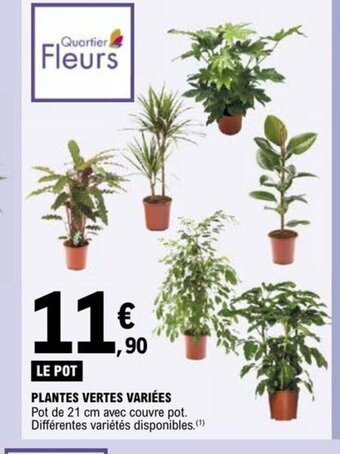 E.Leclerc PLANTES VERTES VARIÉES offre