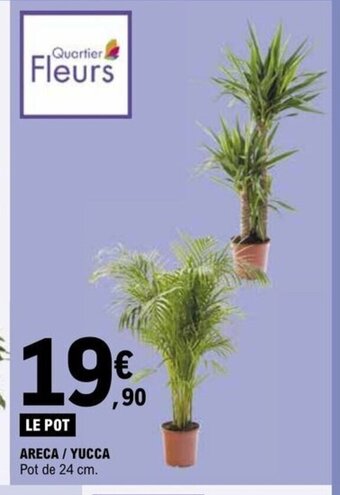 E.Leclerc ARECA YUCCA offre