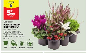 ALDI PLANTE JARDIN D'AUTOMNE offre