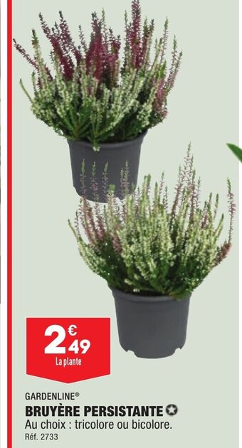 ALDI BRUYÈRE PERSISTANTE offre