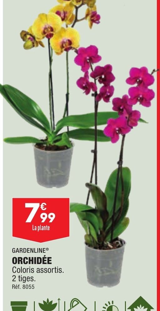 Promo ORCHIDÉE chez ALDI